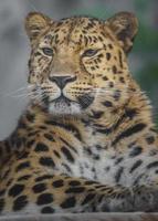 porträtt av amur leopard foto