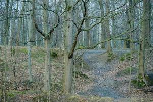 stigen som leder till kullen i den kalla vårmorgonskogen foto