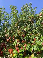 mogna söta saftiga frukter av äppelträd. foto