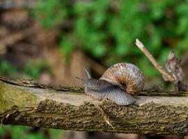 roman snigel eller vinröd snigel resp.helix pomatia på turné, lägre Rhen region, Tyskland foto