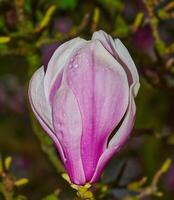 vår hälsningar från magnolia, rheinland, tyskland foto