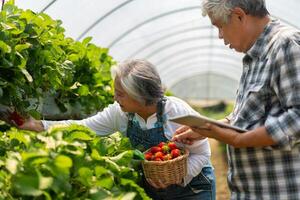 Lycklig söt par asiatisk par senior jordbrukare arbetssätt på ett organisk jordgubb bruka och skörda plockning jordgubbar. bruka organisk färsk UPPTAGITS jordgubb och lantbruk industri. foto