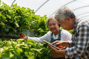 Lycklig söt par asiatisk par senior jordbrukare arbetssätt på ett organisk jordgubb bruka och skörda plockning jordgubbar. bruka organisk färsk UPPTAGITS jordgubb och lantbruk industri. foto