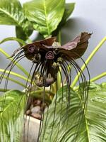 närbild av de ovanlig och dramatisk tacca chantrieri blommor, med invecklad mönster och lång, morrhår-liknande skaftblad foto