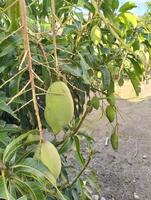 en knippa av mango med blad bakgrund. ung färsk grön mango frukt hängande på mango träd i de trädgård bruka jordbruks foto