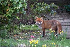 närbild av en röd räv, vulpes vulpes, i ett engelsk trädgård foto