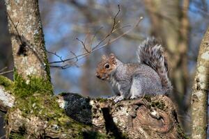 grå ekorre, sciurus carolinensis, tittar på från en träd foto