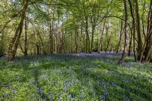 blåklockor blommande i springtime i en trä i öst sussex foto