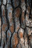 närbild textur av träd bark. mönster av naturlig träd bark bakgrund. grov yta av trunk foto