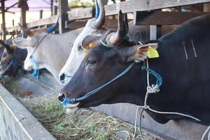 nötkreatur den där är given verifiering etiketter förbi kementrisk pertanian symbol på de ko öron. bontang, öst kalimantan, Indonesien. januari 09 2024. djur redo till vara slaktad på eid al-adha foto