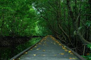 trä- bro längs de mangrove skog väg. mangrove skog turist destination foto