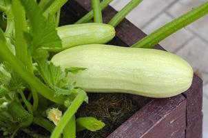 ung zucchini växer på bush. studiofoto foto