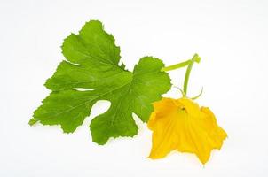 gul blomma och gröna zucchini blad på vit bakgrund. studiofoto foto