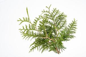 thuja occidentalis grön gren isolerad på vit bakgrund. studiofoto foto