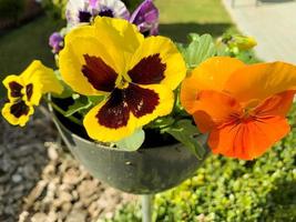 viola tricolor växer i kruka utomhus. studiofoto. foto