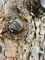 sprucken gammal bark på trädstam. Foto