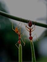 röda myror arbetar tillsammans för att ta med sig mat foto