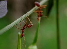 röda myror arbetar tillsammans för att ta med sig mat foto