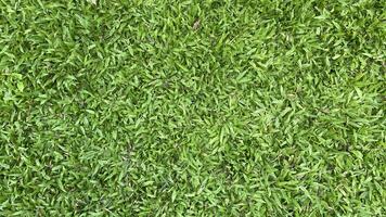 grönt gräs bakgrund foto