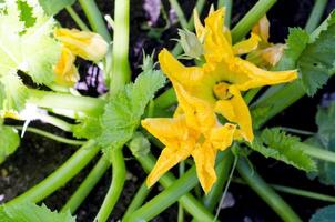 grön pumpa eller zucchini buske med gula blommor som växer på trädgården foto