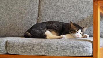 en fluffig katt sover lugnt på en bekväm soffa foto