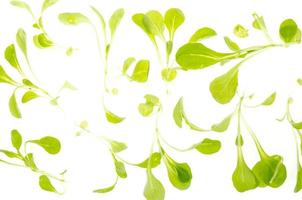 gröna blad av majssallad isolerad på vit bakgrund foto