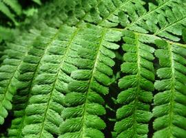 grön ormbunke leafs naturlig bakgrund foto