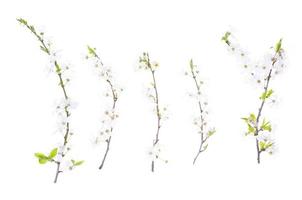 körsbärsgren med gröna blad och blommande vita blommor foto