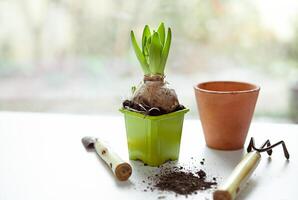 hyacint växt och trädgård verktyg foto