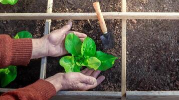 man händer plantering ung färsk grön groddar av sallad sallad i de trädgård foto