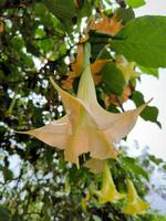 gul trumpet blomma eller brugmansia eller bunga terompet i de trädgård. foto