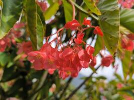 röd flamboyant eller röd begonia blommor är blomning i de trädgård foto