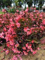 begonia blomma eller semperflorens eller fibrös är blomma i de trädgård foto