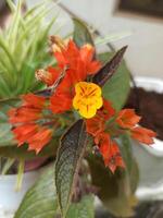 begonia växt krysothemis pulchella är blommande foto