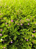 cuphea hyssopifolia, de falsk ljung, mexikansk ljung, hawaiian ljung eller elfin ört, är en små vintergröna buske foto