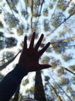 en hand och tall träd mot blå himmel foto