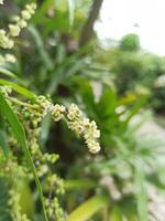 kepel frukt blomma eller burahol eller stelechocarpus burahol är en typisk frukt från indonesien foto
