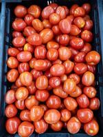 de organisk färsk tomat från de lokal- bruka i de bricka. foto