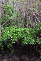 crabapple mangrove i mangrove skog i thailand foto