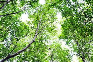 destination miljö- bevarande i kuk växter eller crabapple mangrove skog med naturlig solljus foto