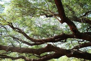 tropisk regn träd eller öst indisk valnöt stor gren skuggig i de parkera foto