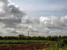 jordberedning för majsodling och eukalyptusskogen och industrifabriken foto