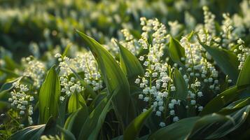 skön vit blommor lilja av de dal i grön löv närbild foto