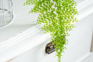 närbild fluffig ormbunke blad i en vit loftstil interiör. nefrolepis marisa är en sort dekorativ ormbunke foto
