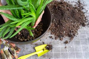 krukväxt, transplantation och fortplantning är de separation av de barn av de aloe vera växt. saftig på de tabell, pott, jord, skopa foto