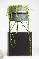 lång fransarna av saftig senecio rowleyanus i en betong pott hänga med runda sköldpadda löv. senecio rowley närbild i de interiör på en vit bakgrund, ett dekorativ växt foto