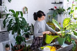 repotting och omtänksam Hem växt dieffenbachia banan in i ny pott i Hem interiör. kvinna raser och växer växter som en hobby, innehar sort diffenbachia med stor fick syn på löv, stor storlek foto