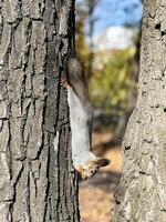 en lekfull grå ekorre hänger upside ner på en träd trunk, visa upp dess rörlighet och nyfiken natur i en solbelyst parkera foto