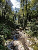 en lugn skog strömbädd med solbelyst träd, stenar, och fallen loggar fångar de väsen av oberörd natur foto