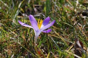 vårens lila blomma foto